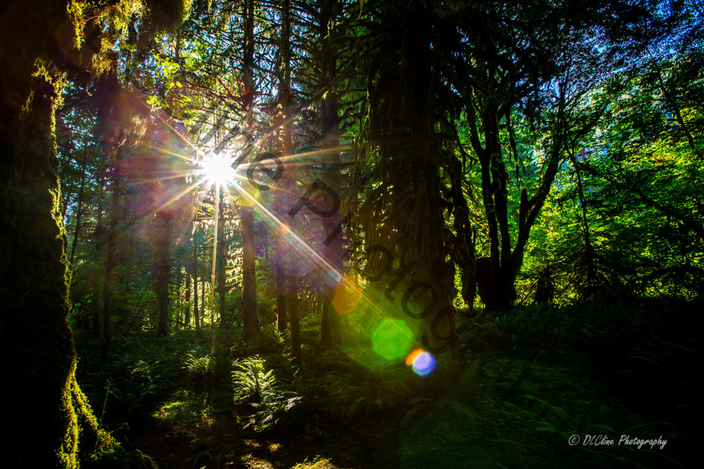 Hoh Rainforest Sunset | DLCline Photography